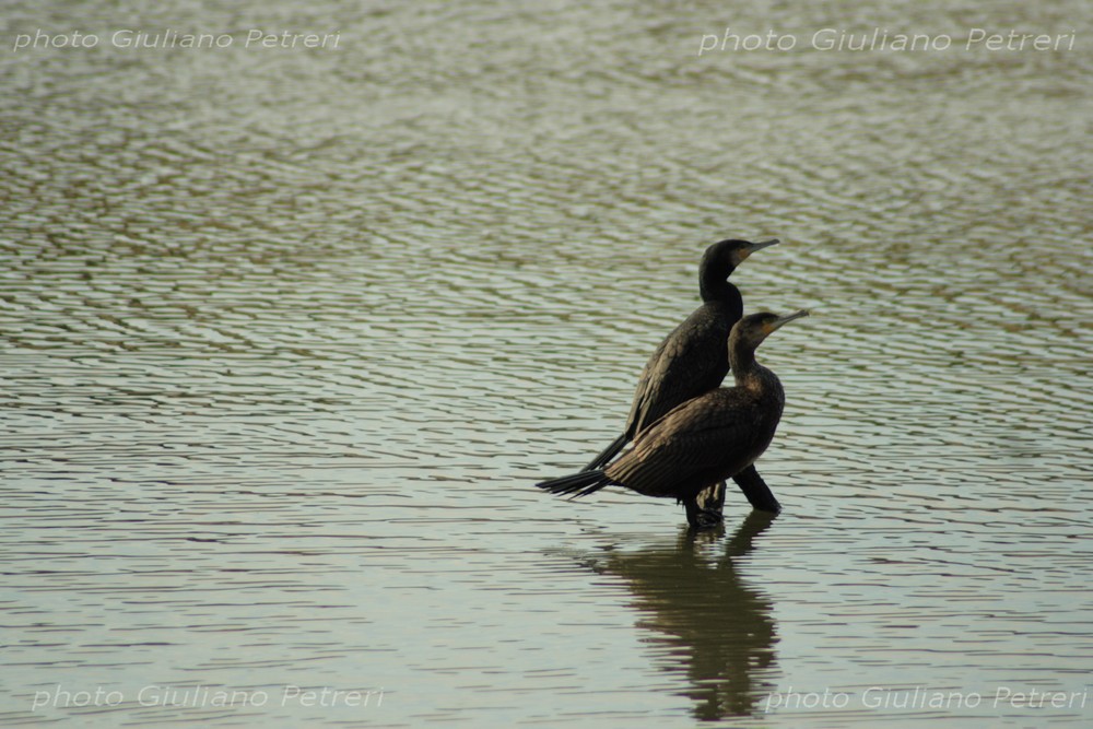 i cormorani si sono impadroniti dello stagno